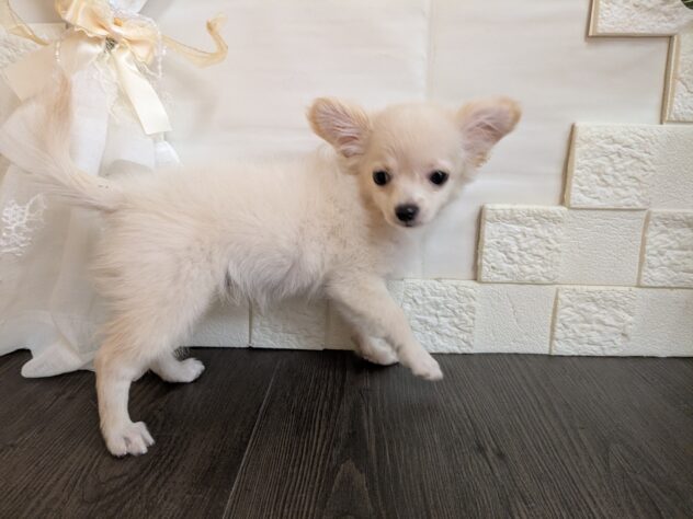 宮城県のハーフ犬・ミックス犬 (アミーゴ古川駅前店/2026年6月16日生まれ/女の子/クリーム)の子犬の2枚目の画像