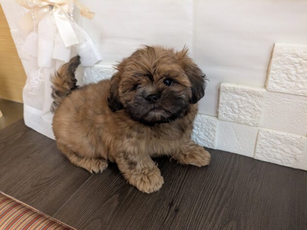 宮城県のハーフ犬・ミックス犬 (アミーゴ古川駅前店/2026年6月18日生まれ/男の子/レッド)の子犬