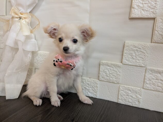 宮城県のハーフ犬・ミックス犬 (アミーゴ古川駅前店/2026年6月16日生まれ/女の子/クリーム)の子犬