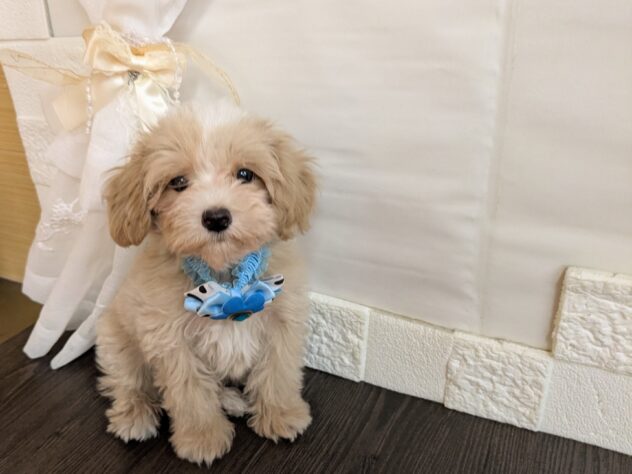 宮城県のハーフ犬・ミックス犬 (アミーゴ古川駅前店/2026年7月12日生まれ/男の子/アプリコットホワイト)の子犬