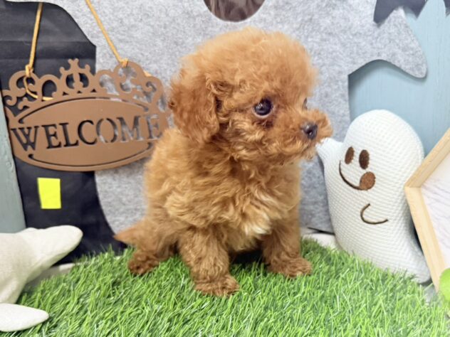 高知県のトイプードル(トイ) (ワンキャラット アミーゴ高知店/2026年7月10日生まれ/男の子/レッドフォーン)の子犬の2枚目の画像