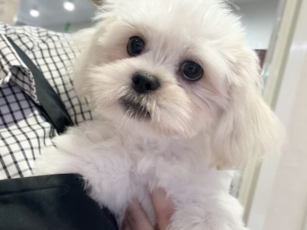 福島県のハーフ犬・ミックス犬 (アミーゴ須賀川店/2026年5月9日生まれ/男の子/ホワイト)の子犬