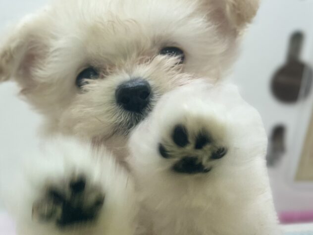 福島県のハーフ犬・ミックス犬 (アミーゴ須賀川店/2026年7月7日生まれ/男の子/アプリコット)の子犬の2枚目の画像