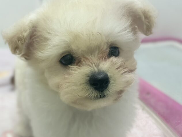 福島県のハーフ犬・ミックス犬 (アミーゴ須賀川店/2026年7月7日生まれ/男の子/アプリコット)の子犬の1枚目の画像