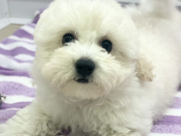 福島県のハーフ犬・ミックス犬 (アミーゴ須賀川店/2026年6月14日生まれ/女の子/ホワイト)の子犬
