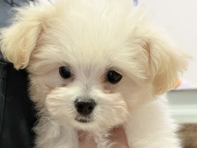 福島県のハーフ犬・ミックス犬 (アミーゴ須賀川店/2026年7月7日生まれ/女の子/アプリコット)の子犬の1枚目の画像