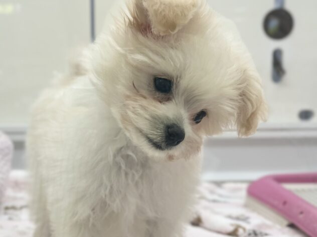 福島県のハーフ犬・ミックス犬 (アミーゴ須賀川店/2026年7月7日生まれ/女の子/アプリコット)の子犬の2枚目の画像