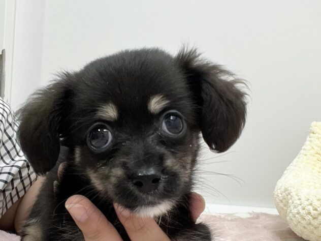 福島県のハーフ犬・ミックス犬 (アミーゴ須賀川店/2026年7月27日生まれ/男の子/ブラックタン)の子犬