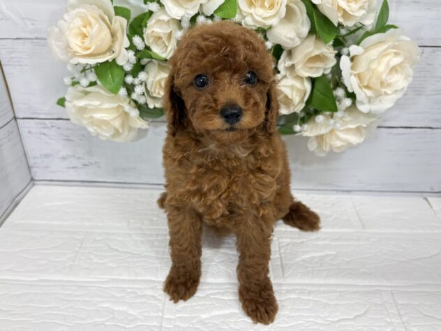 福島県のトイプードル(トイ) (アミーゴ郡山南店/2026年5月26日生まれ/女の子/レッド)の子犬