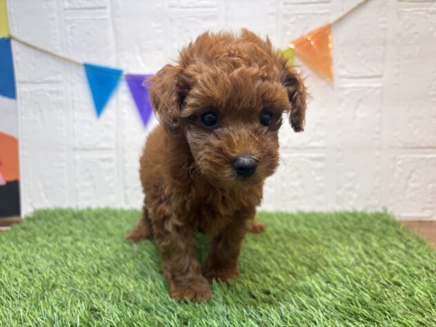 福島県のトイプードル(トイ) (アミーゴ郡山南店/2026年7月6日生まれ/女の子/レッド)の子犬