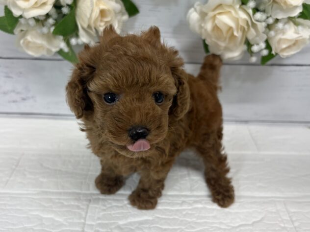 福島県のトイプードル(トイ) (アミーゴ郡山南店/2026年7月6日生まれ/男の子/レッド)の子犬