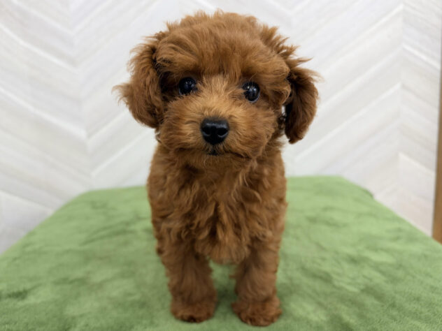 福島県のトイプードル(トイ) (アミーゴ郡山南店/2026年7月6日生まれ/女の子/レッド)の子犬
