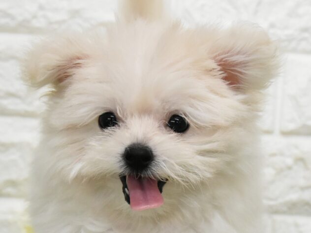 新潟県のハーフ犬・ミックス犬 (アミーゴ新潟小新店/2026年6月23日生まれ/女の子/クリーム)の子犬の1枚目の画像