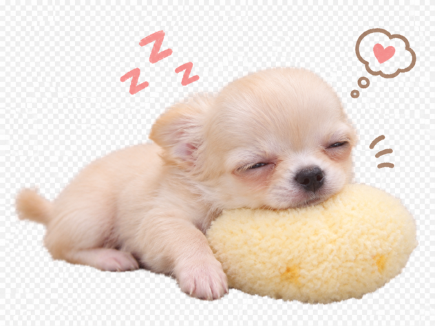 岡山県のチワワ(ロング) (アミーゴ中庄店/2026年7月16日生まれ/女の子/クリーム)の子犬の3枚目の画像