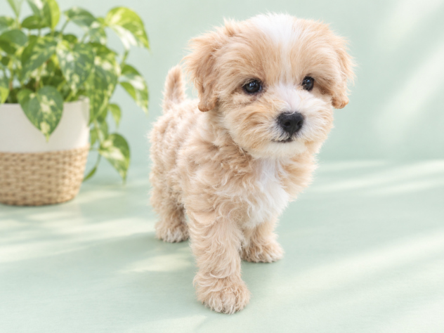 岡山県のハーフ犬・ミックス犬 (アミーゴ中庄店/2026年7月25日生まれ/男の子/クリーム)の子犬の2枚目の画像