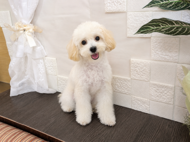 宮城県のハーフ犬・ミックス犬 (アミーゴ古川駅前店/2026年3月4日生まれ/男の子/クリームホワイト)の子犬