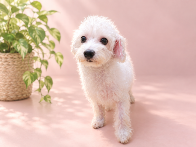 岡山県のハーフ犬・ミックス犬 (アミーゴ中庄店/2025年12月3日生まれ/女の子/ホワイト)の子犬の2枚目の画像
