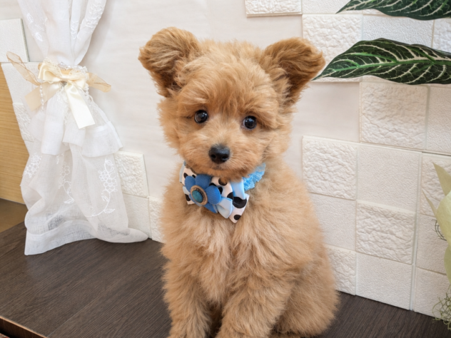 宮城県のハーフ犬・ミックス犬 (アミーゴ古川駅前店/2026年7月21日生まれ/男の子/レッド)の子犬
