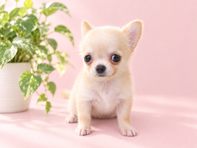 岡山県のチワワ(ロング) (アミーゴ中庄店/2026年7月16日生まれ/女の子/クリーム)の子犬の2枚目の画像