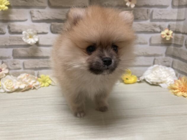 岩手県のポメラニアン (アミーゴ一関店/2026年6月30日生まれ/男の子/オレンジ)の子犬