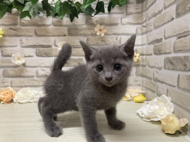 岩手県のロシアンブルー (アミーゴ一関店/2026年7月9日生まれ/男の子/ブルー)の子猫