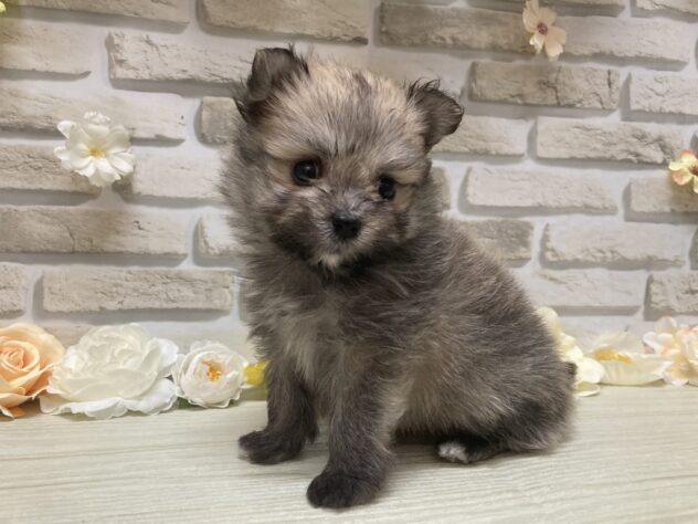 秋田県のハーフ犬・ミックス犬 (アミーゴ横手店/2026年7月11日生まれ/男の子/セーブル)の子犬