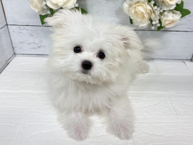 宮城県のハーフ犬・ミックス犬 (アミーゴ仙台富沢店/2026年6月1日生まれ/女の子/クリーム)の子犬