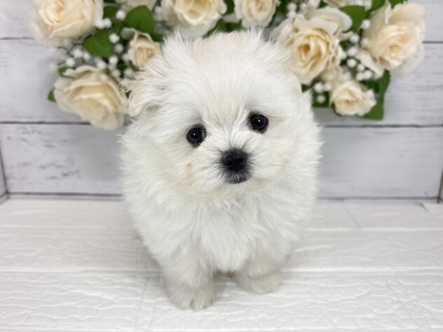 宮城県のハーフ犬・ミックス犬 (アミーゴ仙台富沢店/2026年7月7日生まれ/女の子/ホワイト)の子犬