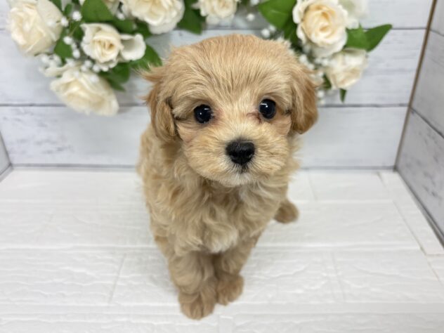 宮城県のハーフ犬・ミックス犬 (アミーゴ仙台富沢店/2026年7月12日生まれ/女の子/アプリコット)の子犬