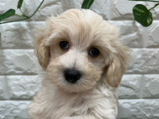 新潟県のハーフ犬・ミックス犬 (アミーゴ紫竹山店/2026年7月11日生まれ/男の子/アプリコット)の子犬の3枚目の画像