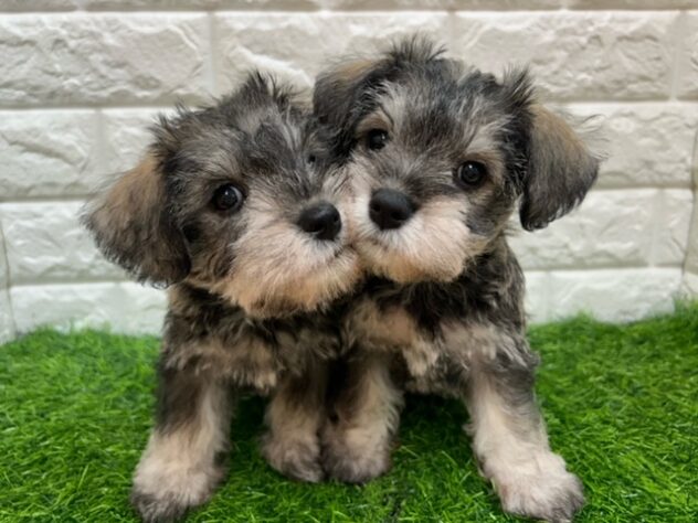 新潟県のハーフ犬・ミックス犬 (アミーゴ紫竹山店/2026年7月24日生まれ/男の子/ソルトペッパー)の子犬の4枚目の画像
