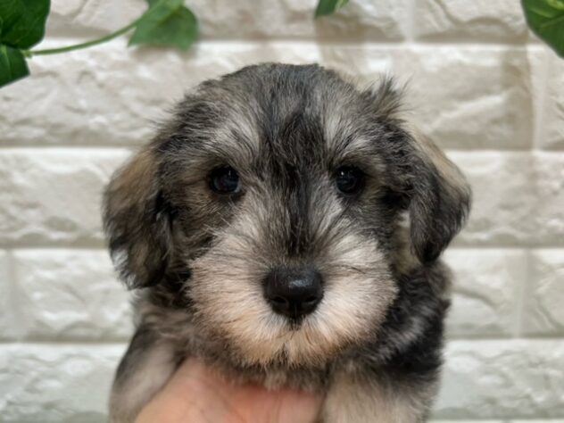 新潟県のハーフ犬・ミックス犬 (アミーゴ紫竹山店/2026年7月24日生まれ/男の子/ソルトペッパー)の子犬の3枚目の画像