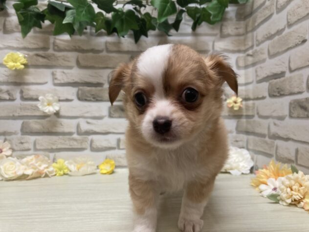 岩手県のチワワ(ロング) (アミーゴ一関店/2026年7月1日生まれ/男の子/レッドホワイト)の子犬