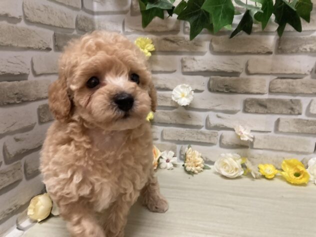 秋田県のハーフ犬・ミックス犬 (アミーゴ横手店/2026年6月23日生まれ/男の子/アプリコット)の子犬