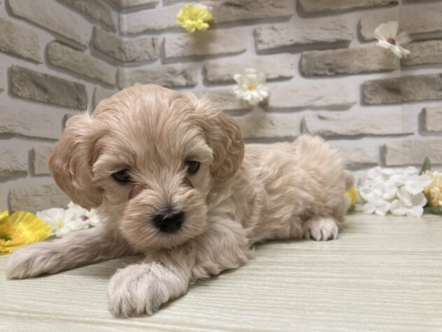 秋田県のハーフ犬・ミックス犬 (アミーゴ横手店/2026年7月11日生まれ/女の子/アプリコット)の子犬