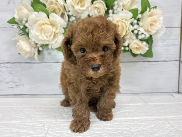 宮城県のトイプードル(トイ) (アミーゴ仙台富沢店/2026年7月10日生まれ/男の子/レッド)の子犬