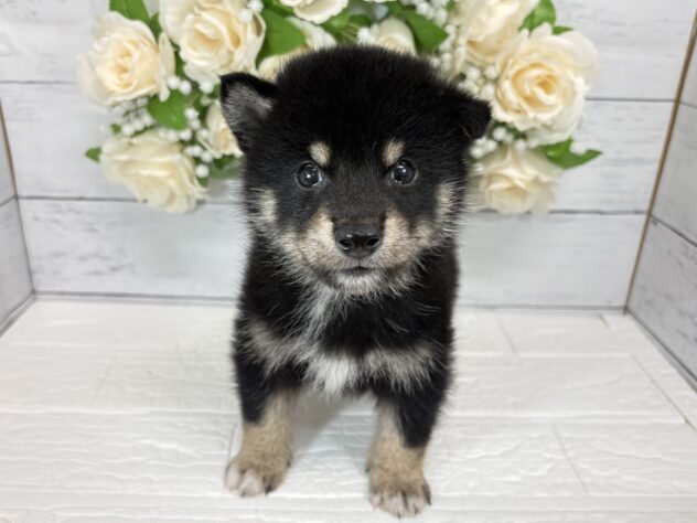宮城県の柴犬(標準サイズ) (アミーゴ仙台富沢店/2026年7月21日生まれ/男の子/黒)の子犬