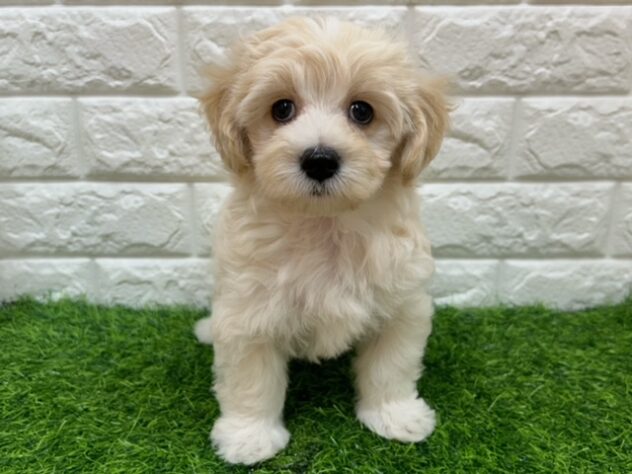 新潟県のハーフ犬・ミックス犬 (アミーゴ紫竹山店/2026年7月11日生まれ/男の子/アプリコット)の子犬の1枚目の画像