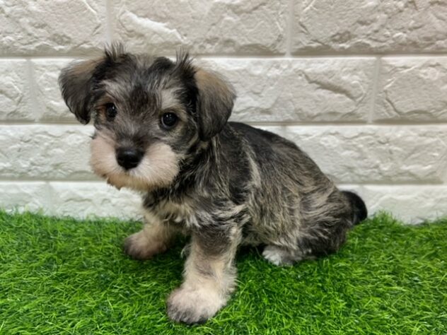 新潟県のハーフ犬・ミックス犬 (アミーゴ紫竹山店/2026年7月24日生まれ/女の子/ソルトペッパー)の子犬の2枚目の画像
