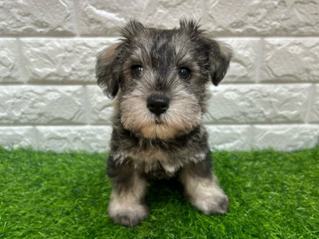 新潟県のハーフ犬・ミックス犬 (アミーゴ紫竹山店/2026年7月24日生まれ/男の子/ソルトペッパー)の子犬の1枚目の画像