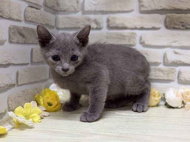 秋田県のロシアンブルー (アミーゴ横手店/2026年6月8日生まれ/男の子/ブルー)の子猫