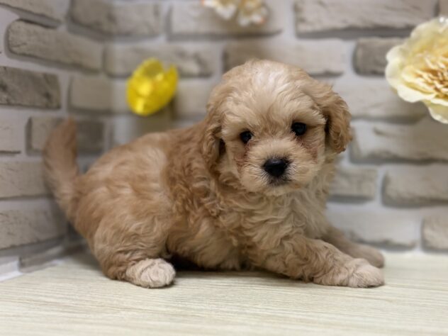 岩手県のハーフ犬・ミックス犬 (アミーゴ一関店/2026年7月27日生まれ/男の子/アプリコット)の子犬