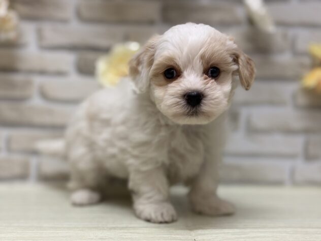 秋田県のハーフ犬・ミックス犬 (アミーゴ横手店/2026年7月27日生まれ/男の子/レッドホワイト)の子犬