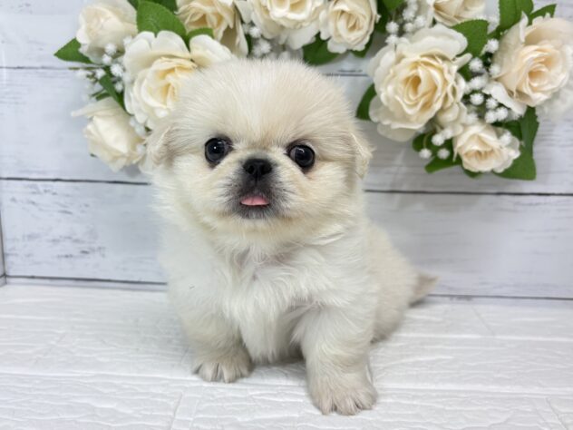 宮城県のペキニーズ (アミーゴ仙台富沢店/2026年7月7日生まれ/女の子/ホワイト)の子犬