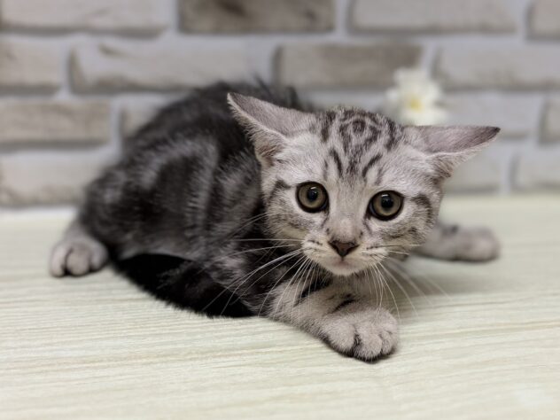 秋田県のマンチカン (アミーゴ横手店/2026年7月4日生まれ/男の子/シルバータビー)の子猫