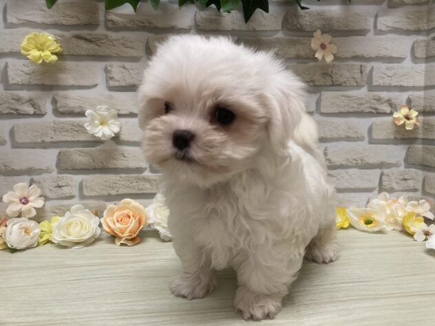 岩手県のマルチーズ (アミーゴ一関店/2026年7月8日生まれ/男の子/ホワイト)の子犬