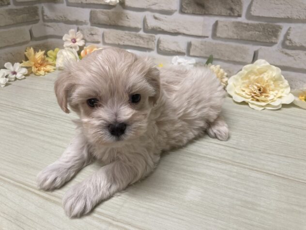 岩手県のハーフ犬・ミックス犬 (アミーゴ一関店/2026年7月11日生まれ/女の子/アプリコット)の子犬