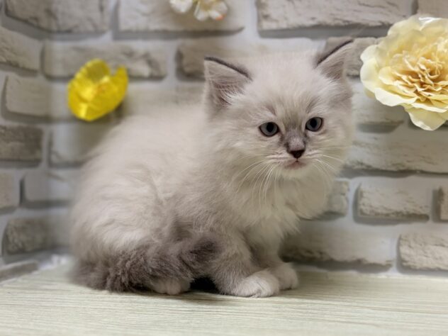 岩手県のラグドール (アミーゴ一関店/2026年7月24日生まれ/男の子/ブルーポイント)の子猫