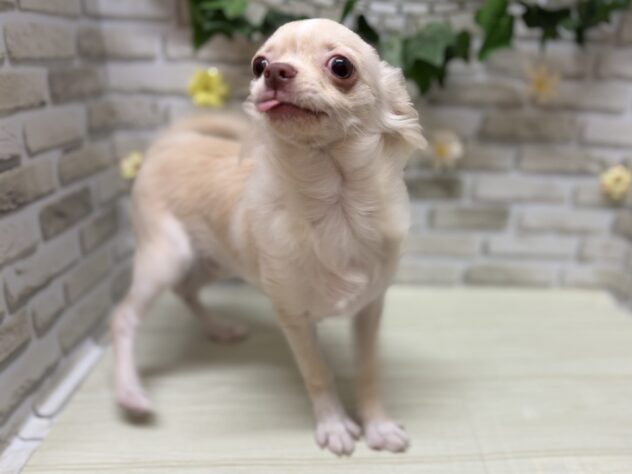 岩手県のチワワ(ロング) (アミーゴ一関店/2026年3月11日生まれ/男の子/クリームホワイト)の子犬