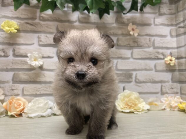岩手県のハーフ犬・ミックス犬 (アミーゴ一関店/2026年7月11日生まれ/男の子/セーブル)の子犬